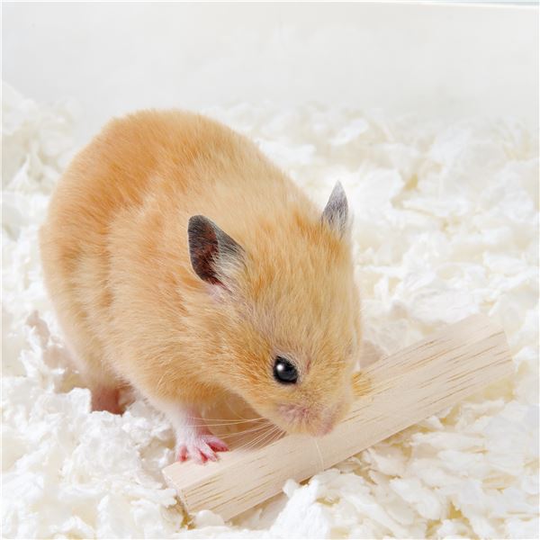 (まとめ)ハーモニーバトン 5本【×5セット】 (小動物用品/玩具)【代引不可】