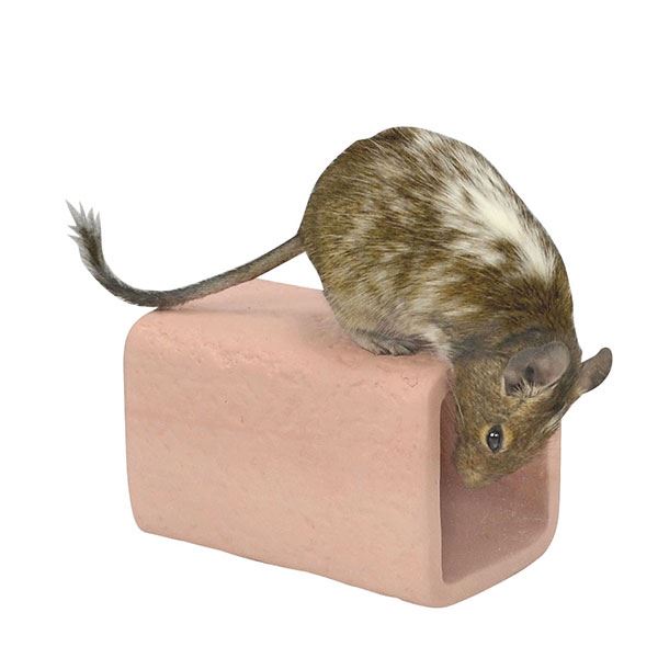 (まとめ) テラコッタ トンネル M (ペット用品・小動物用) 【×2セット】【代引不可】