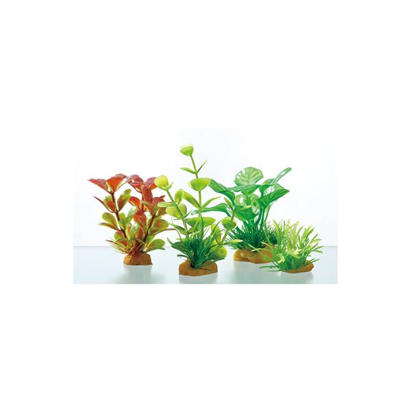 (まとめ)癒し水景 ボトルプランツ アヌビアス【×3セット】 (観賞魚/水槽用品)【代引不可】