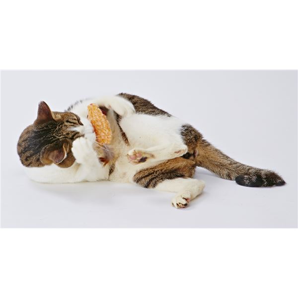 (まとめ)CAT TOY もじゃっとチューチュー【×5セット】 (猫用玩具)【代引不可】