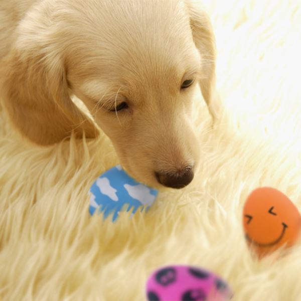 (まとめ)スマイルエッグ ブルー【×5セット】 (犬用玩具)【代引不可】