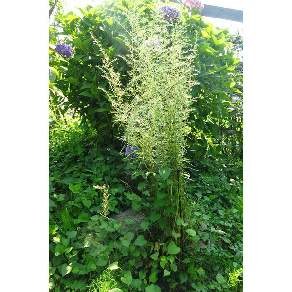 【4本組】 プランター支柱 リング径φ15cm×高さ60cm スチールワイヤー(黒) 日本製 171 花支柱ベル 〔園芸 ガーデニング用品〕