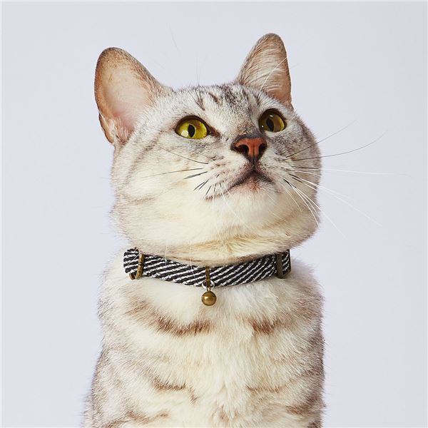 （まとめ）フラッシュソフトキャットカラー ブラック【×3セット】 (猫用品/首輪)【代引不可】