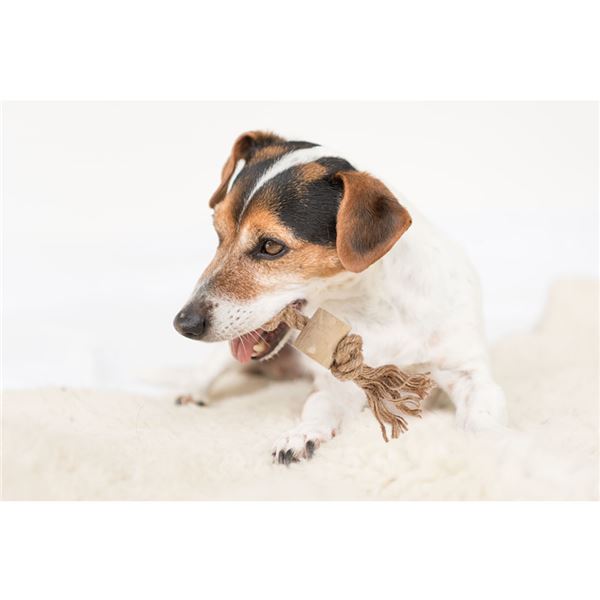 （まとめ） カフェウッド タグ M （ペット用品・犬用） 【×2セット】【代引不可】