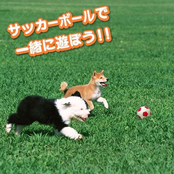 （まとめ）わんわんサッカー ブルー【×3セット】 (犬用玩具)【代引不可】