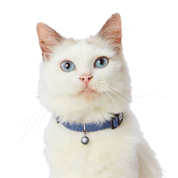 （まとめ） 猫用首輪 ソフトスキップ キャットカラー ブルー （ペット用品・猫用） 【×3セット】【代引不可】