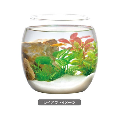 （まとめ）癒し水景 ボトルプランツ アヌビアス【×3セット】 (観賞魚/水槽用品)【代引不可】