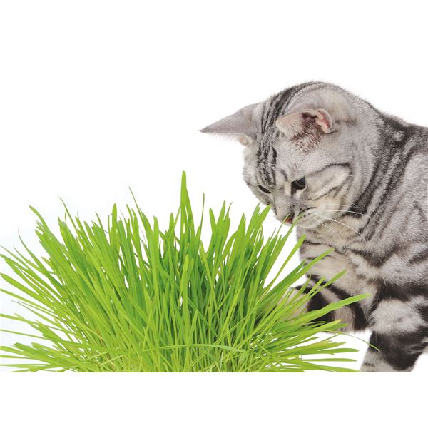 （まとめ）ネコの元気草【×5セット】 (猫用品)【代引不可】