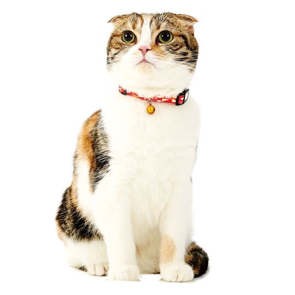 （まとめ）Anycat カラー おさかな レッド【×3セット】 (猫用品/首輪)【代引不可】